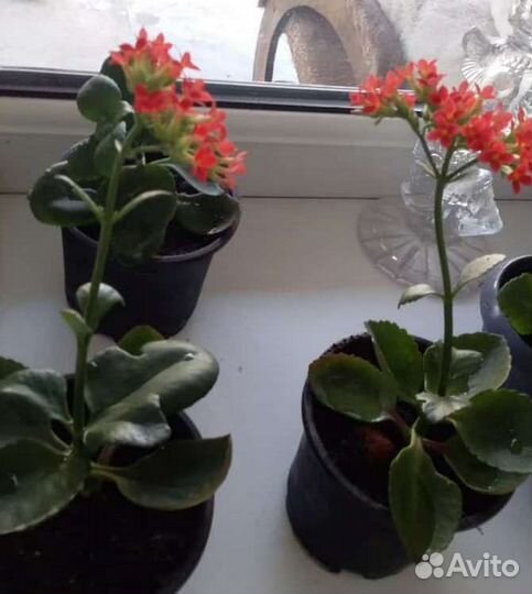 Комнатные цветы