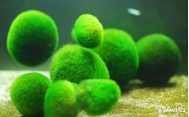 Мох шарик в аквариум с рыбками и креветками