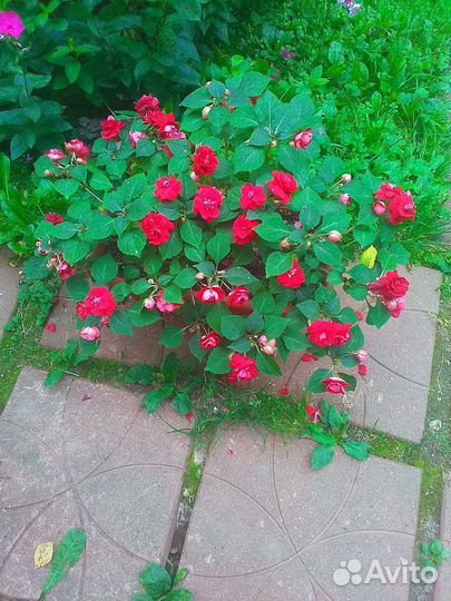 Бальзамин красный, куст