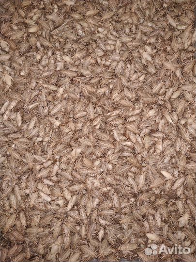 Домовые сверчки заморозка