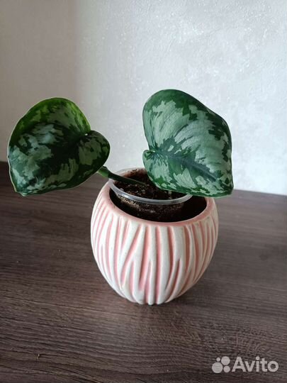 Сциндапсус экзотика