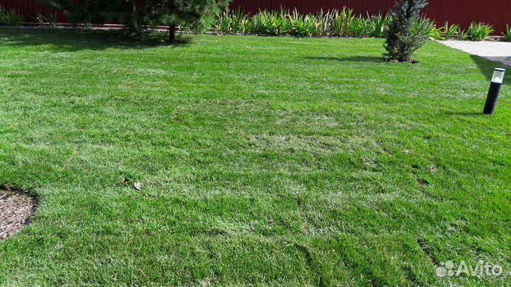 Автополив/Рулонный газон