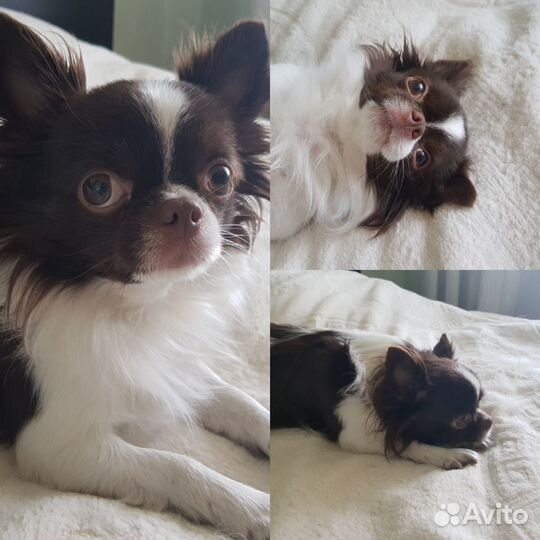 Вязка чихуахуа