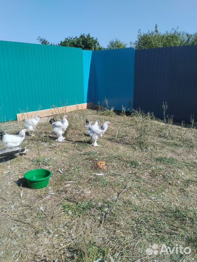 Продам породистыхпетушков