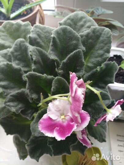 Фиалка комнатное растение