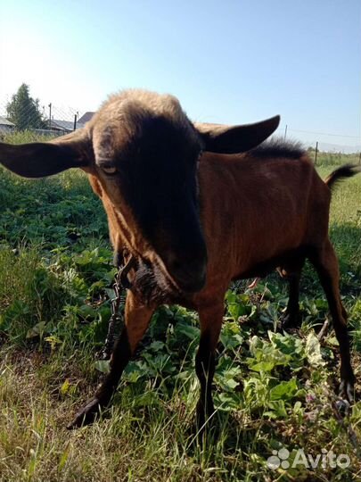 Козел покрытие