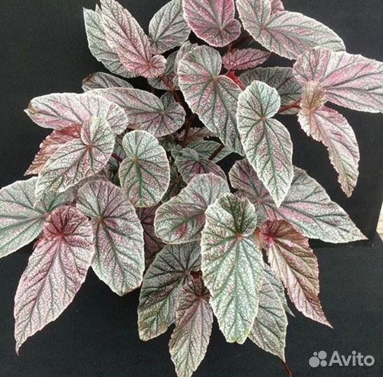 Комнатные растения цветы