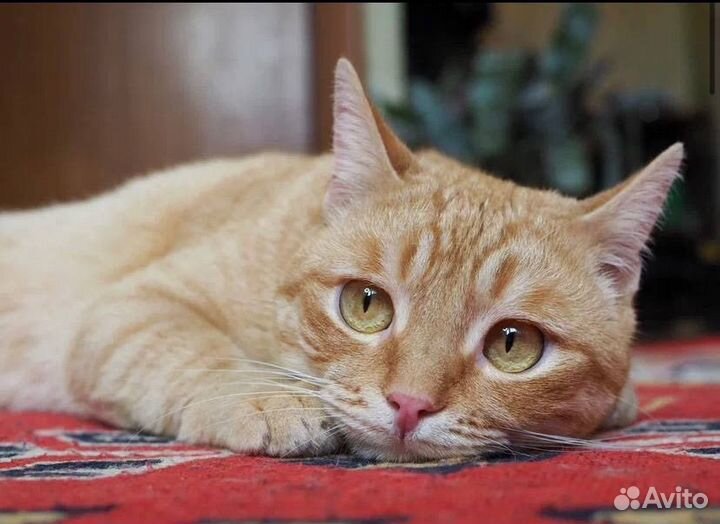 Рыжий кот выброшенный на мороз ищет дом