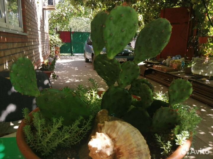 Опунция зимующая