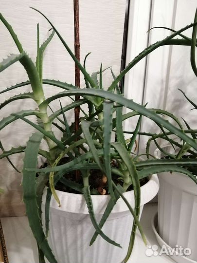 Алое лечебный