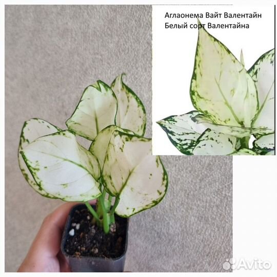 Аглаонемы красные белые