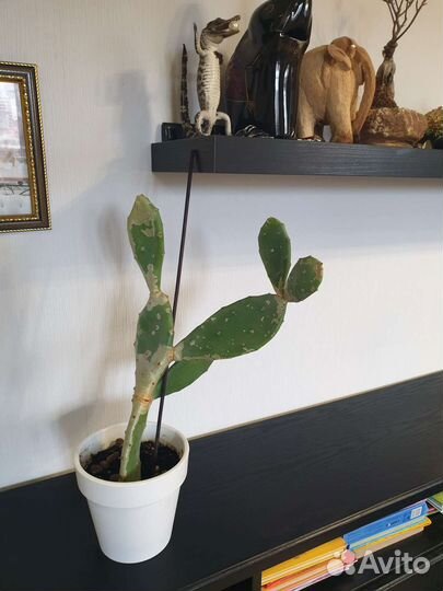 Кактус опунция