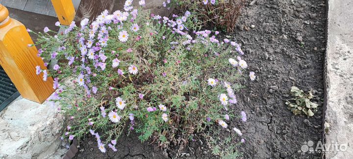 Сентябринки кустики