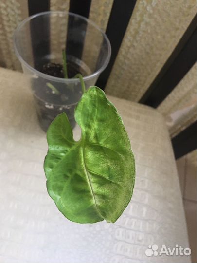 Сингониум Австралия и другие сортовые