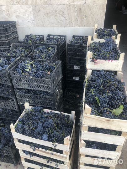 Виноград технический винный