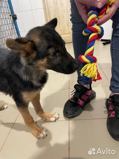 Щенок в добрые руки