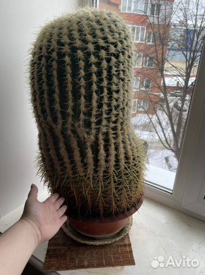 Кактус эхинокактус высота 65 см