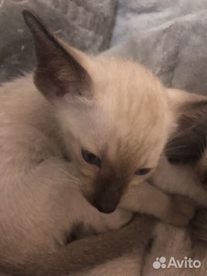 Ориентальные котята