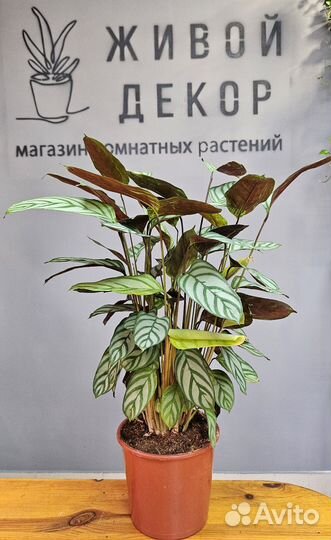 Комнатные растения цветы