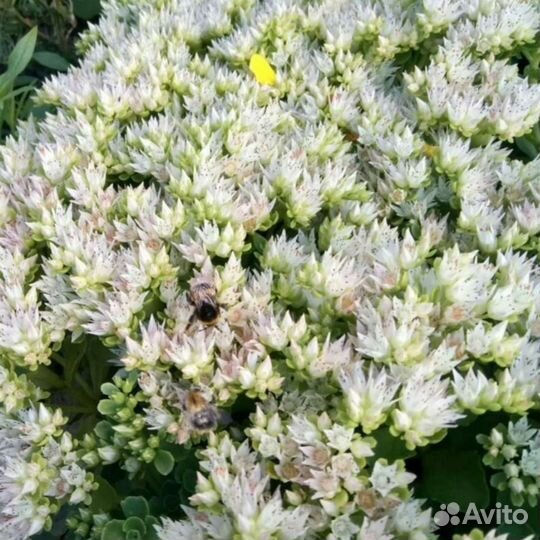 Многолетники почвопокровные