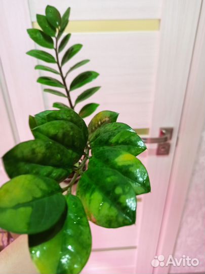 Замиокулькас