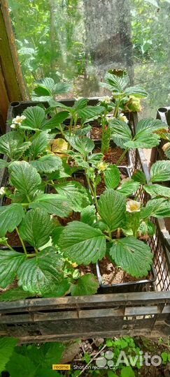 Саженцы яблони