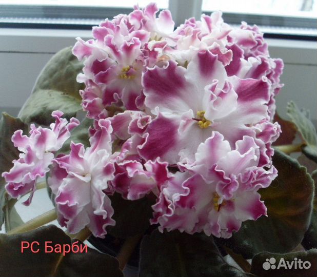 Детки сортовых фиалок