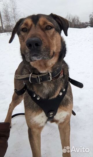 Скиф ищет дом