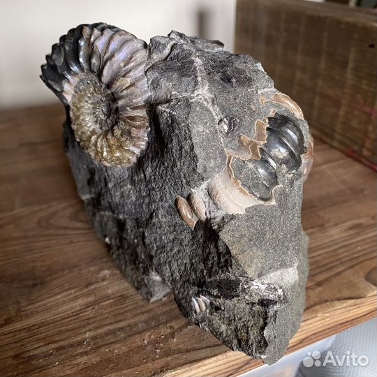 Скопления аммонитов, конкреция