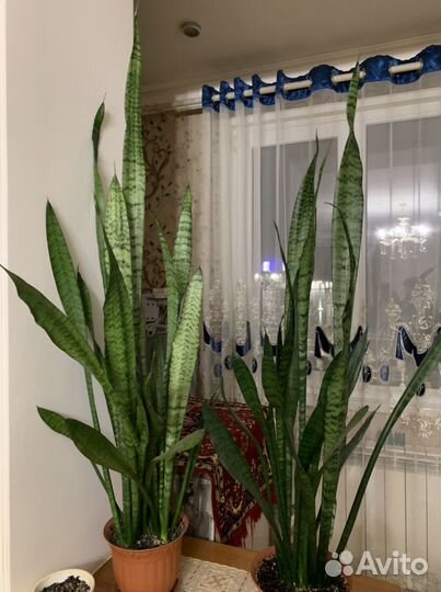 Сансевиерия