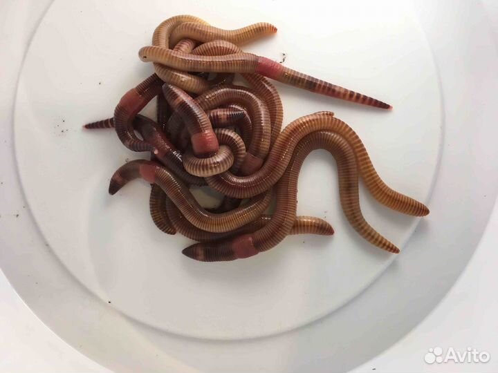 Червь дендробена и коконы червя