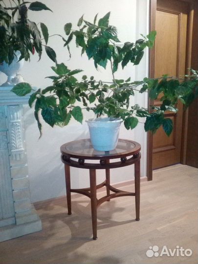 Монстера, кротон, юкка, спатифилиум, фиалка