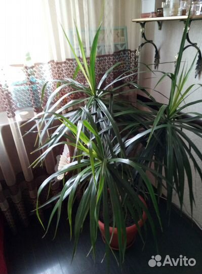 Пальма драцена Маргината