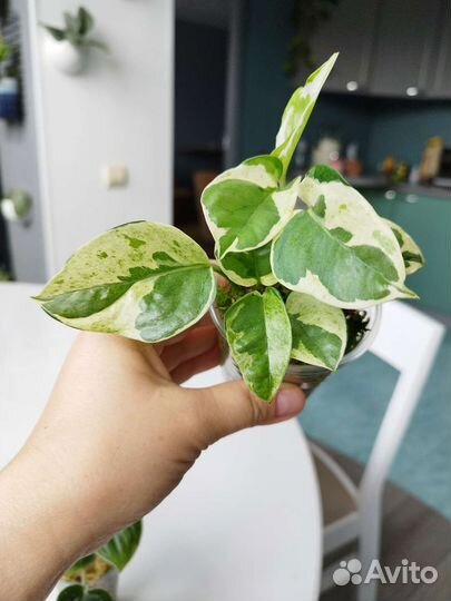 Филодендрон сциндапсус эпипремнум