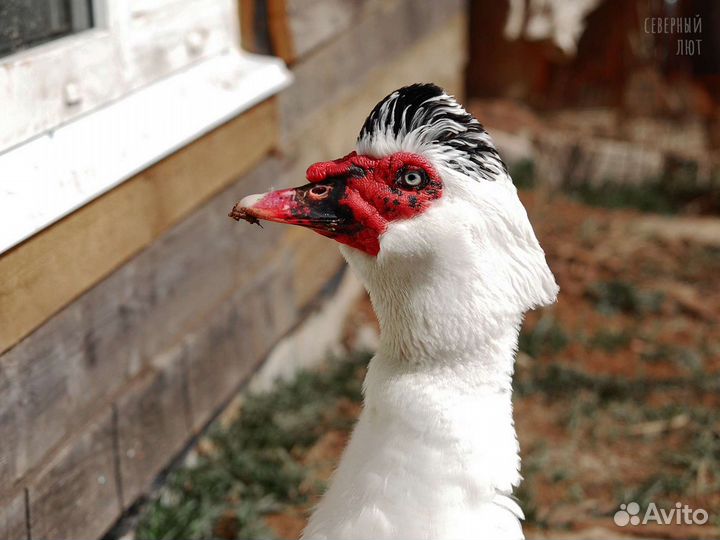 Мускусные утки тяжёлая линия разные окрасы