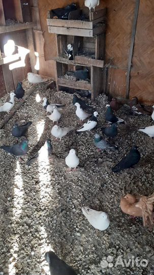 Продажа голубей