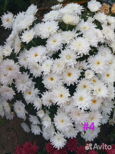 Хризантемы мультифлора
