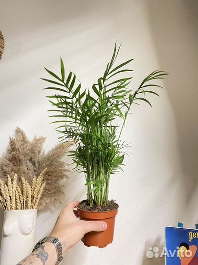 Пальма хамедорея элеганс