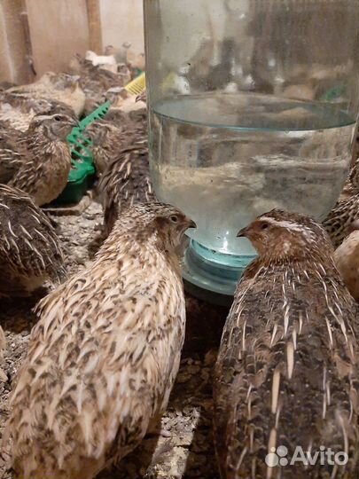 Перепела инкубационное яйцо Доставка