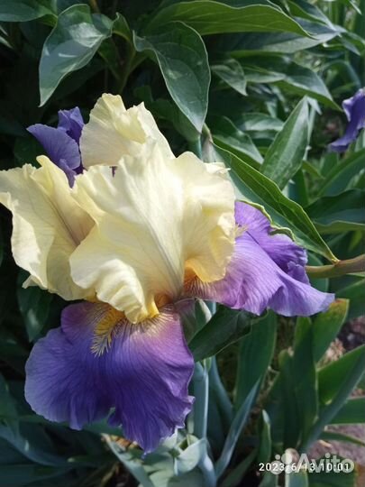 Ирисы бородатые сортовые