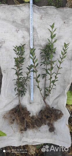 Бирючина обыкновенная для живой изгороди