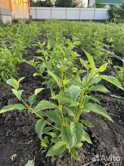 Дерен Флавирамеа (Flaviramea)