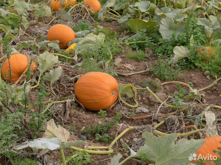 Продам вкуснейшую тыкву