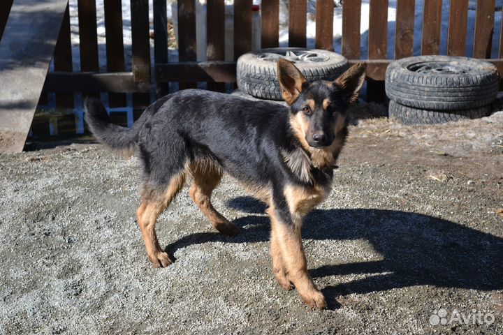 Отдается немецкая овчарка