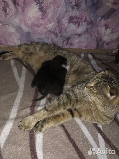 Котята мальчики