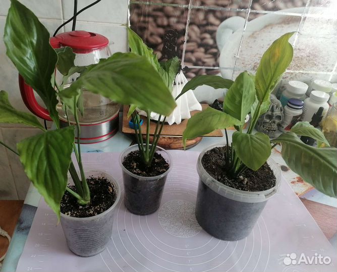 Спатифиллум