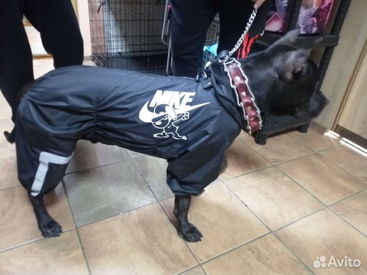 Одежда для собак