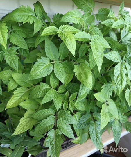 Рассада помидор и перцев