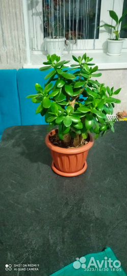 Комнатные домашние растения