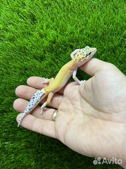 Эублефар геккон ящерица